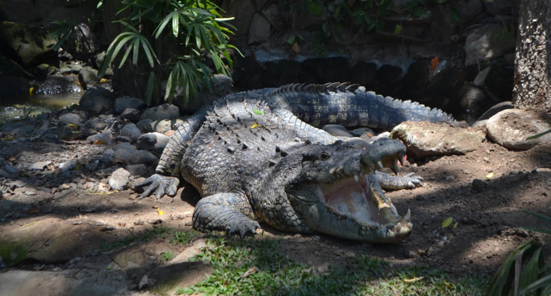 Bali Reptile Park Tickets Image